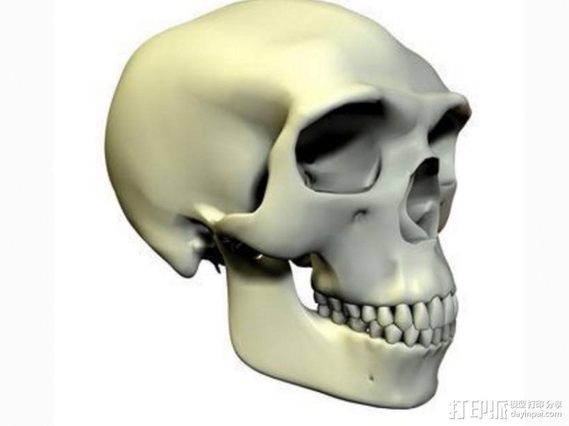人头骨 3D打印模型渲染图