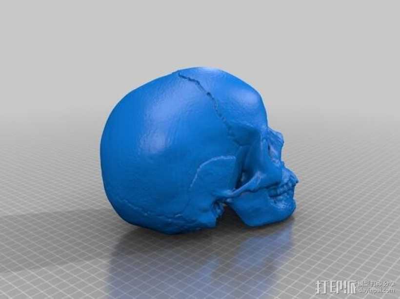 人体头骨模型 3D打印模型渲染图