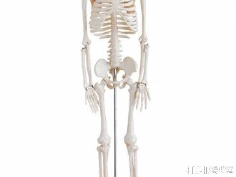 人体骨骼 3D打印模型渲染图