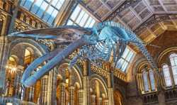 伦敦自然历史博物馆为蓝鲸“希望”3D打印骨架复制品