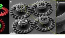 罗马第一大学用光驱动大肠杆菌来推动3D打印微电机