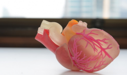 3D打印器官研究遭遇瓶颈 结构相似而功能不足成主因