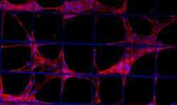 德國科學家開發(fā)用于測試生物3D打印組織質量的系統PhotonControl