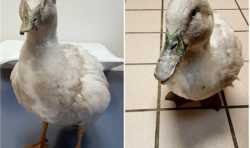 医疗团队用3D打印技术为鸭子制作3D打印喙 曾被猪拱伤