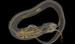 美国高校将联合3D扫描所有的脊椎动物 获得250万美元的资助