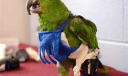 兽医为截肢的鹦鹉皮特定制3D打印假肢 使其重获新生