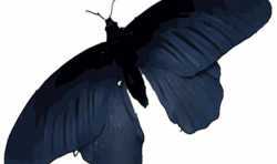从蝴蝶翅膀结构中获得灵感 科学家开发出创新型3D打印太阳能电池板