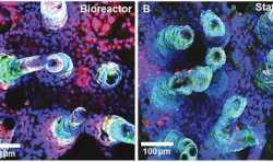 生物学家3D打印微型人造小肠 以帮助科学家更好的了解肠道细菌