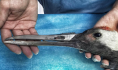 丹顶鹤打架致上喙断裂无法进食 医生为其3D打印出钛合金上喙