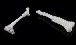 中科院深圳先进院研发出骨修复3D打印生物材料
