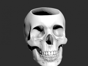 人体头骨模型