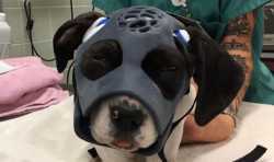 美国兽医医院为面部严重受伤的小狗制作3D打印面具 帮其恢复健康