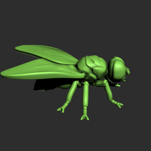 讨厌的苍蝇模型 3D打印模型渲染图