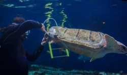 科学家为桦木水族馆受伤的海龟制作3D打印龟壳