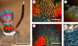 澳洲研究人员使用纳米3D打印研究孔雀蜘蛛如何产生多色虹彩显示