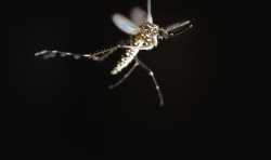 华盛顿大学3D打印实验揭示蚊子行为和咬伤模式