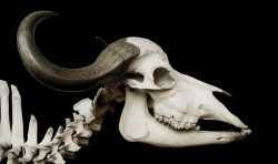 借助3D扫描技术，斯坦福大学学生与动物骨骼亲密无间