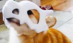 神奇宝贝爱好者：为您的狗制作3D打印的Cubone面具