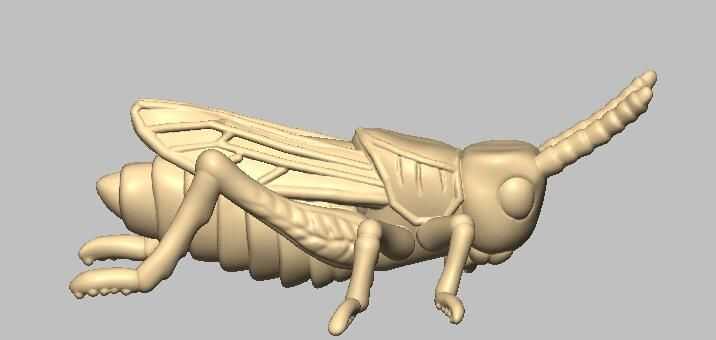 昆虫 蝗虫 标本 3D打印模型渲染图