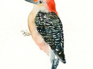 一只翡翠珍珠鸟模型