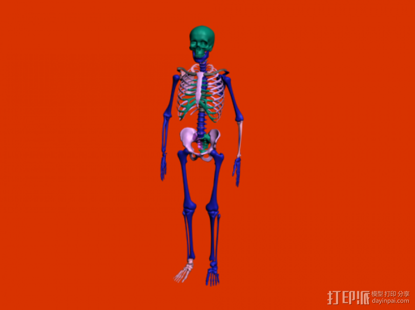 彩色人体骨头架子 3D打印模型渲染图