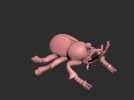 动物甲虫模型