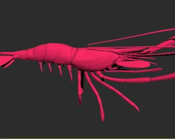 大红虾米模型 3D打印模型渲染图