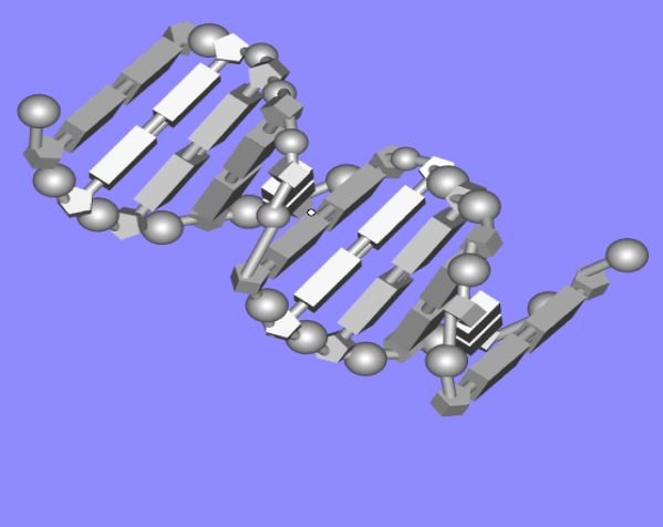 高中生物DNA双螺旋结构模型 3D打印模型渲染图