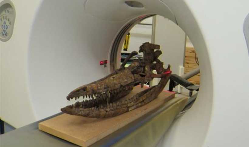 CT掃描+3D打印再現2億年前的海怪頭骨