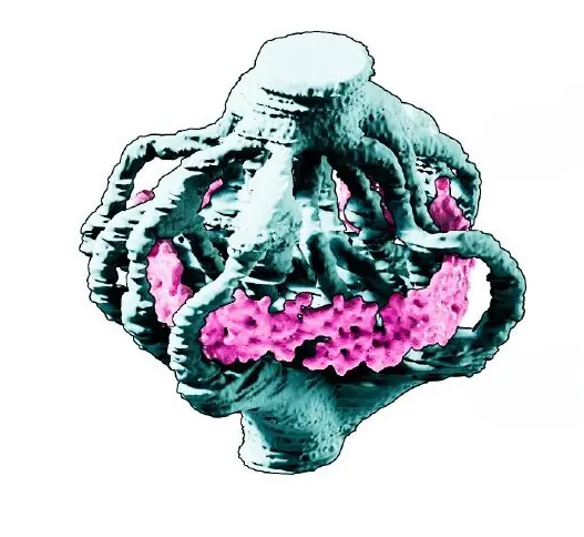 悉尼科技大学研究人员通过生物打印胎盘推进先兆子痫研究
