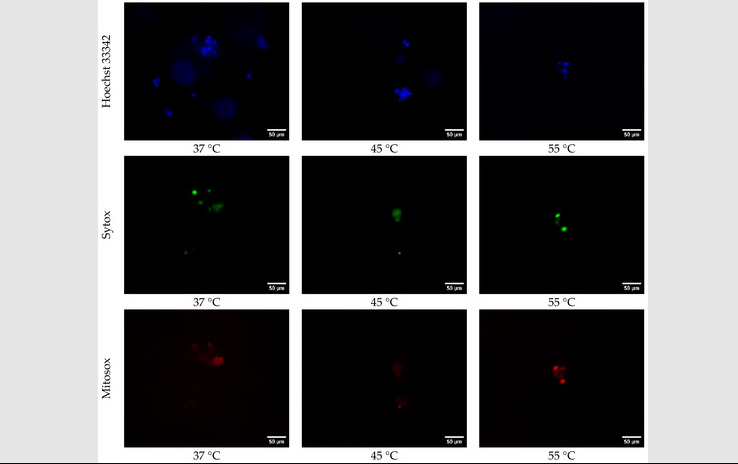 德州农工大学运用3D生物打印技术研究极端飞行条件下的肺部细胞
