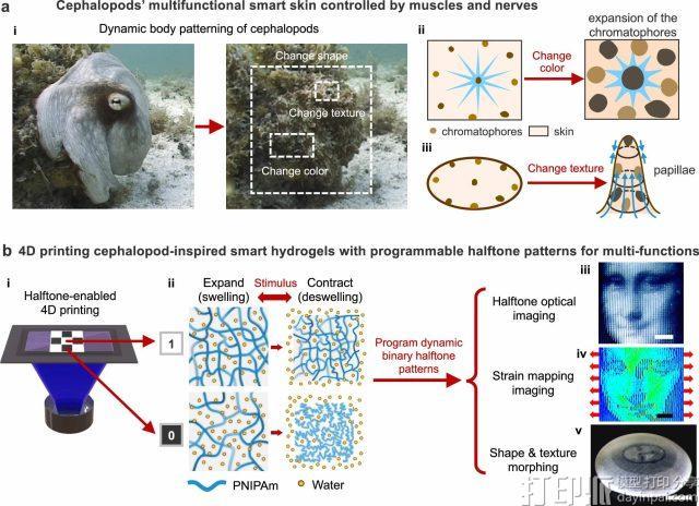 宾夕法尼亚州立大学开发出可隐藏图像的4D打印水凝胶材料