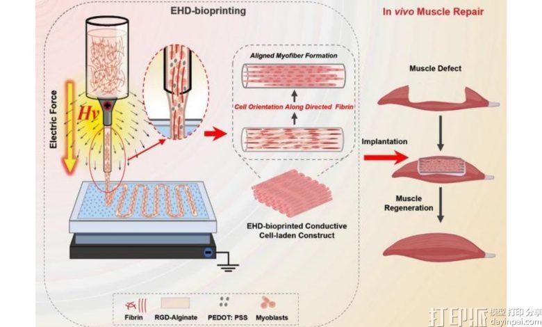 西安交通大学团队利用电场生物打印出定向排列的骨骼肌组织