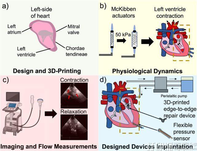 WSU研究人员开发出会跳动的3D打印心脏模型用于外科培训