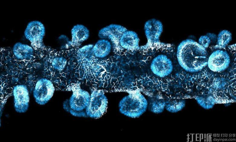 UCSF研究人员开发新型生物复合材料，实现干细胞3D打印标准化类器官培养