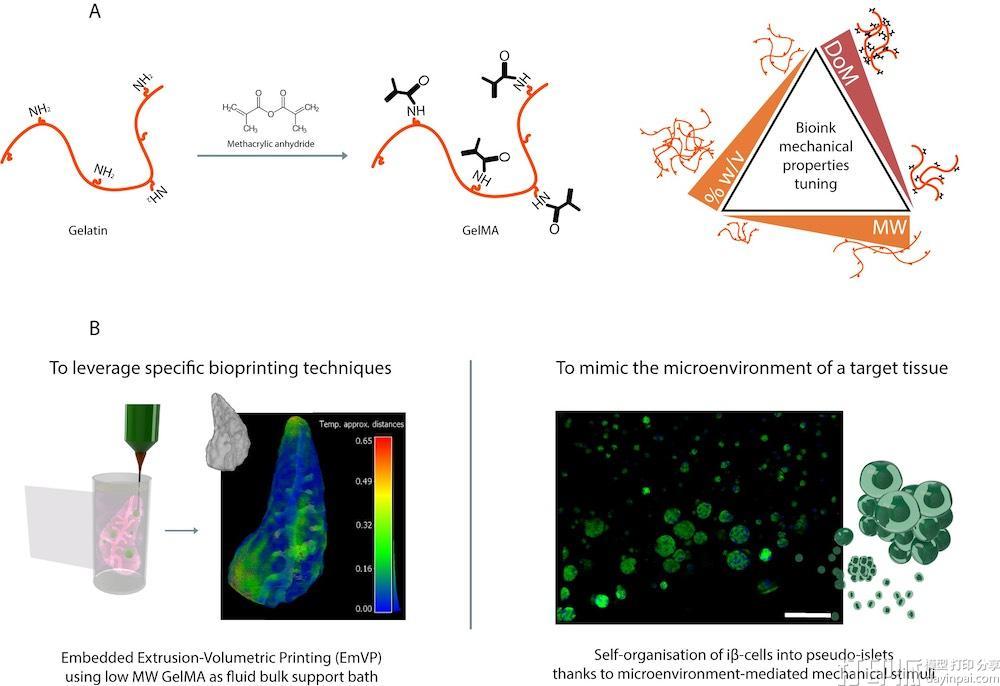 从胰腺模型到器官芯片，胶原蛋白材料为生物打印开启新可能