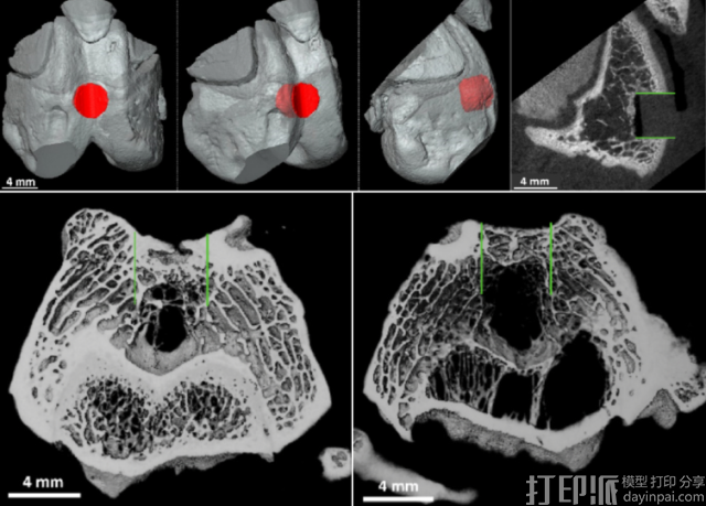 维也纳研究团队用3D打印微支架在兔体内成功再生膝关节软骨