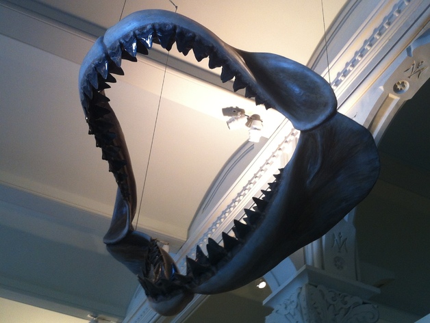 巨牙鲨 颌骨