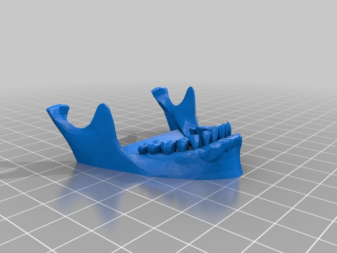 bcSkull_Mandible_with_Teeth_Top_with_Rubber_Band_Support.stl