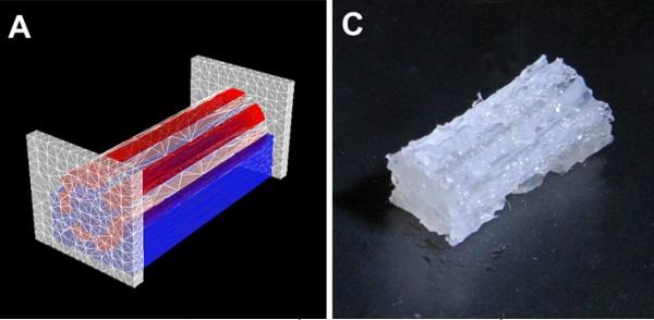 utrecht-university-s-tissue-factory-perform-test-with-3d-bioprinted-rabbit-shoulder-implant-4.jpg