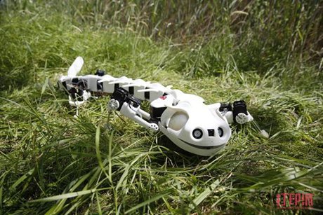 pleurobot-3d-printed-robot-salamander-could-benefit-amputees-1.jpg