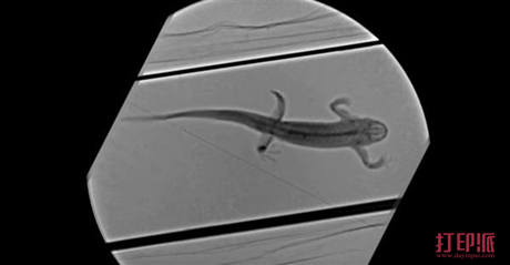 pleurobot-3d-printed-robot-salamander-could-benefit-amputees-3.jpg