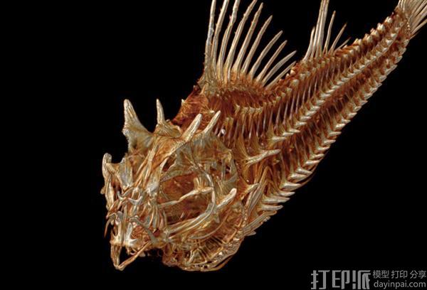 好大的工程 美国教授欲制作世界2万余种鱼类的3D打印模型.jpg