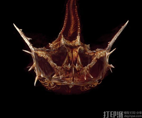 好大的工程 美国教授欲制作世界2万余种鱼类的3D打印模型.jpg