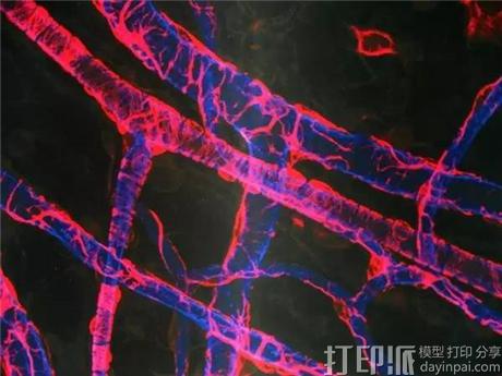 日本Cyfuse剑山方法3D打印血管 用于治疗心肌梗死.jpg