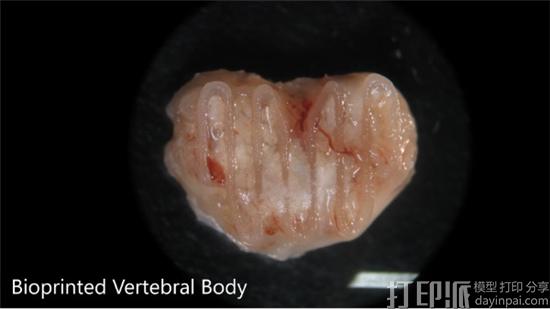 3D-printed-bone-implant-regrow-bone-6.jpg