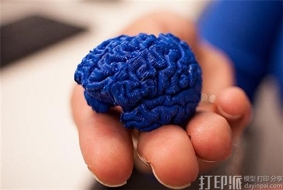 美国宾州州立大学教授借助3D打印大脑模型传授脑科知识.jpg 美国宾州州立大学教授借助3D打印大脑模型传授脑科知识.jpg