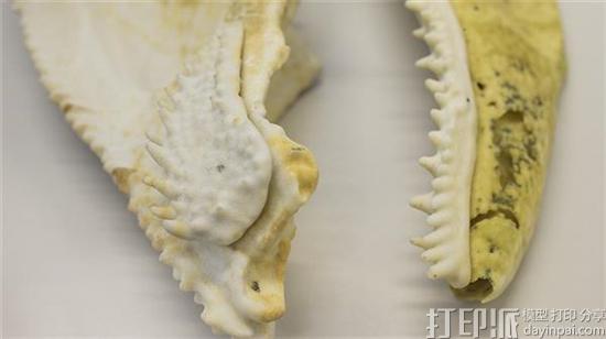 3d-printed-fish-fossil-replica-uncovers-clues-about-the-evolution-of-human-teeth-2.jpg