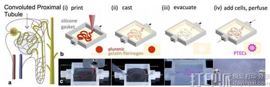 1476325383441975.jpg harvard-scientists-living-3d-printed-kidney-model-could-be-used-drug-screening-regenerative-medicine-2.jpg