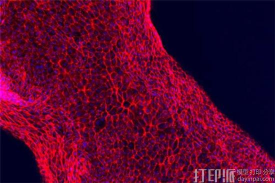 1476325391776063.jpg harvard-scientists-living-3d-printed-kidney-model-could-be-used-drug-screening-regenerative-medicine-3.jpg